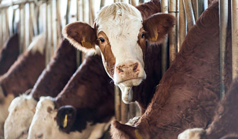 weighing scales and load cells for agriculture